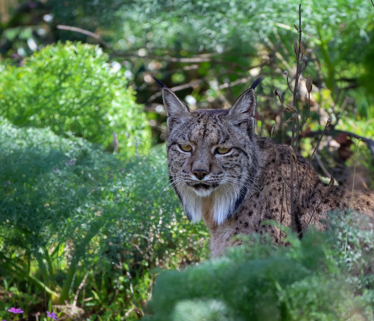 Iberian Lynx - ML641796283