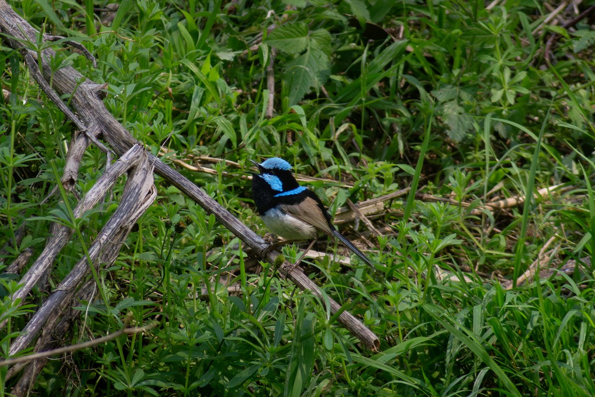 modropláštník nádherný - ML641796290