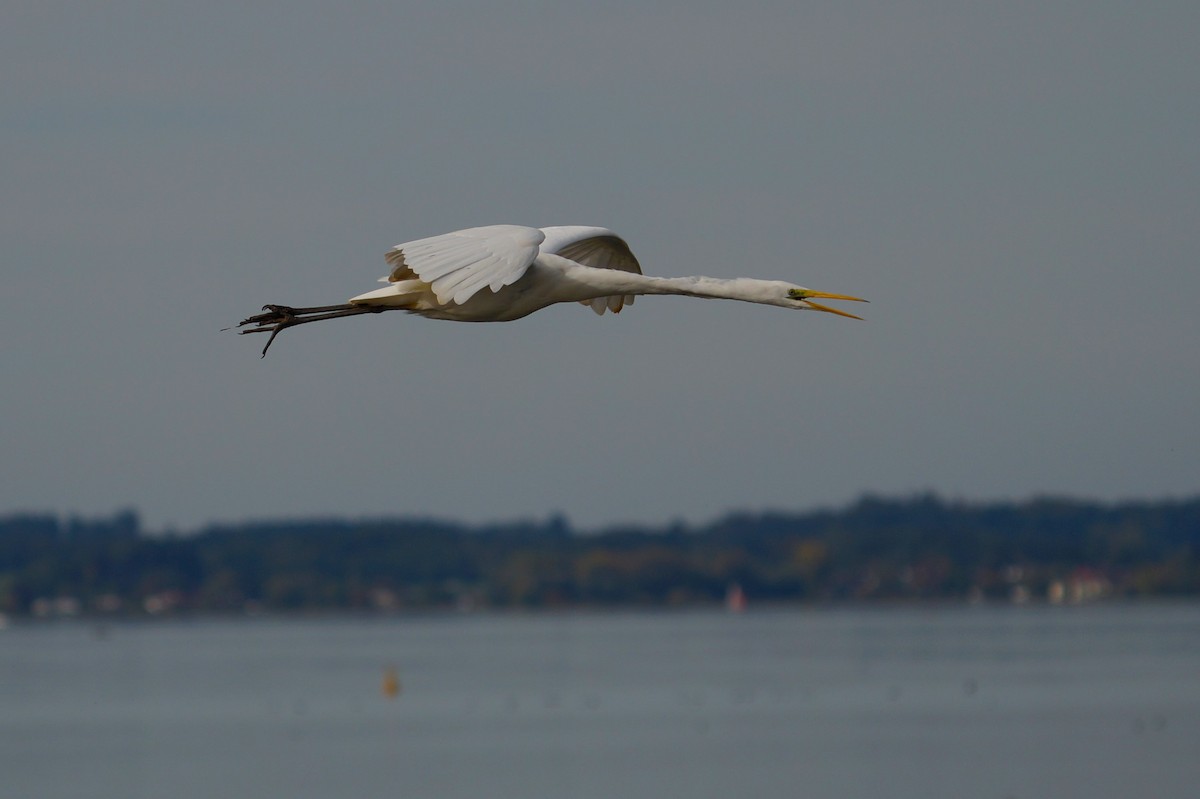 Great Egret - ML641796291