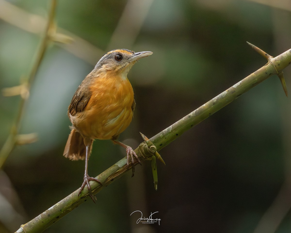 Javan Black-capped Babbler - ML641796292