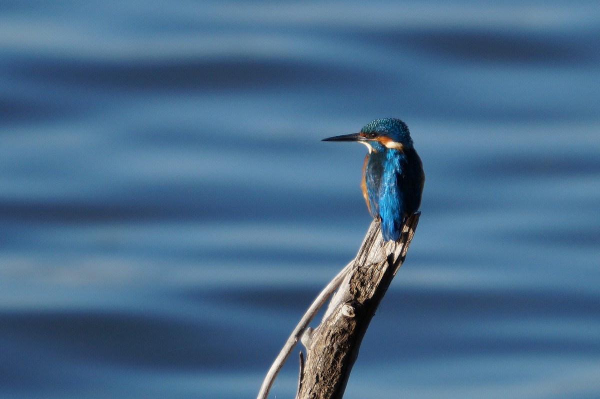 Common Kingfisher - ML641796296
