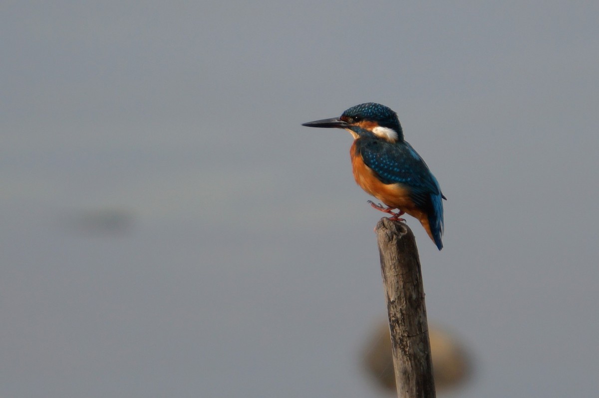 Common Kingfisher - ML641796297