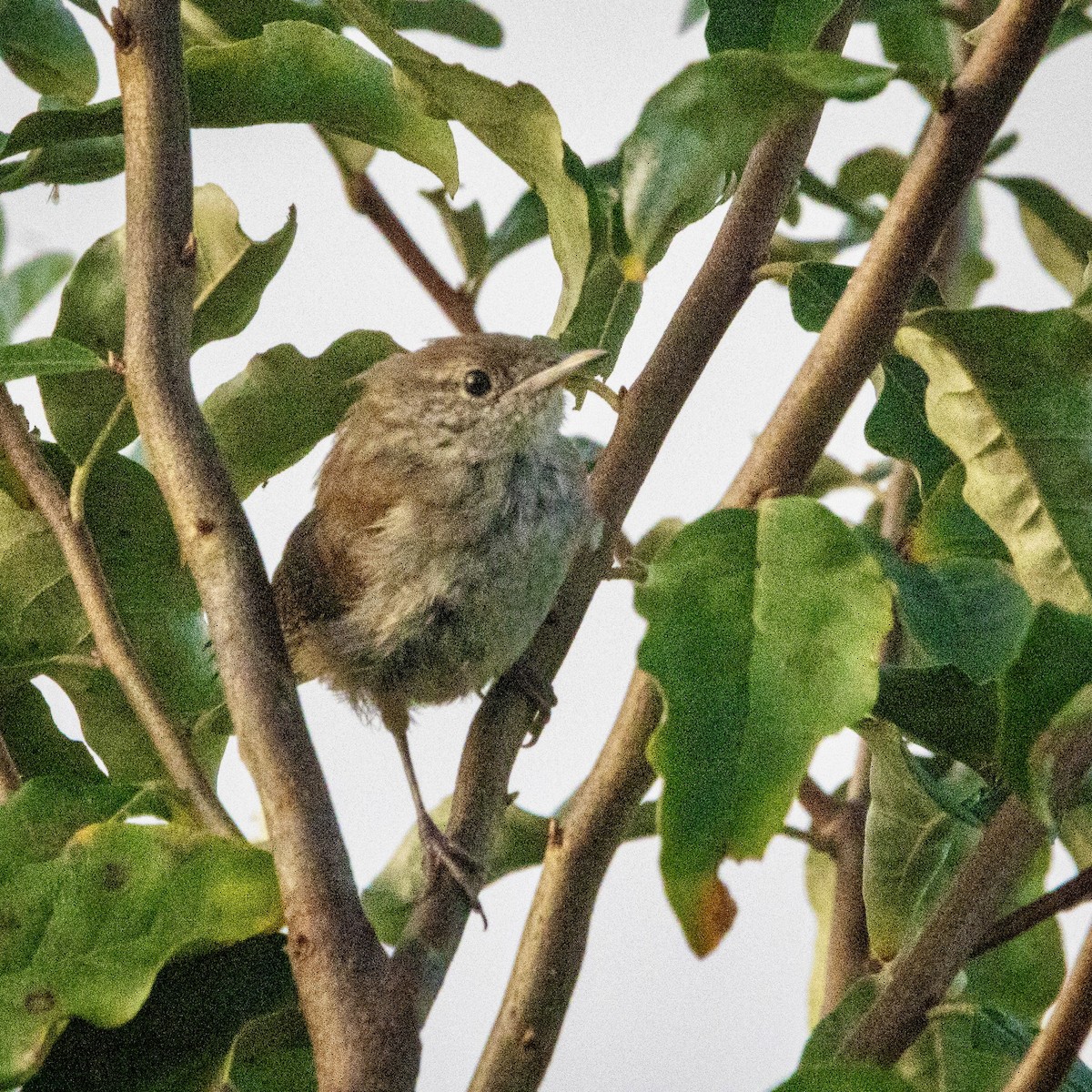Northern House Wren - ML641796307