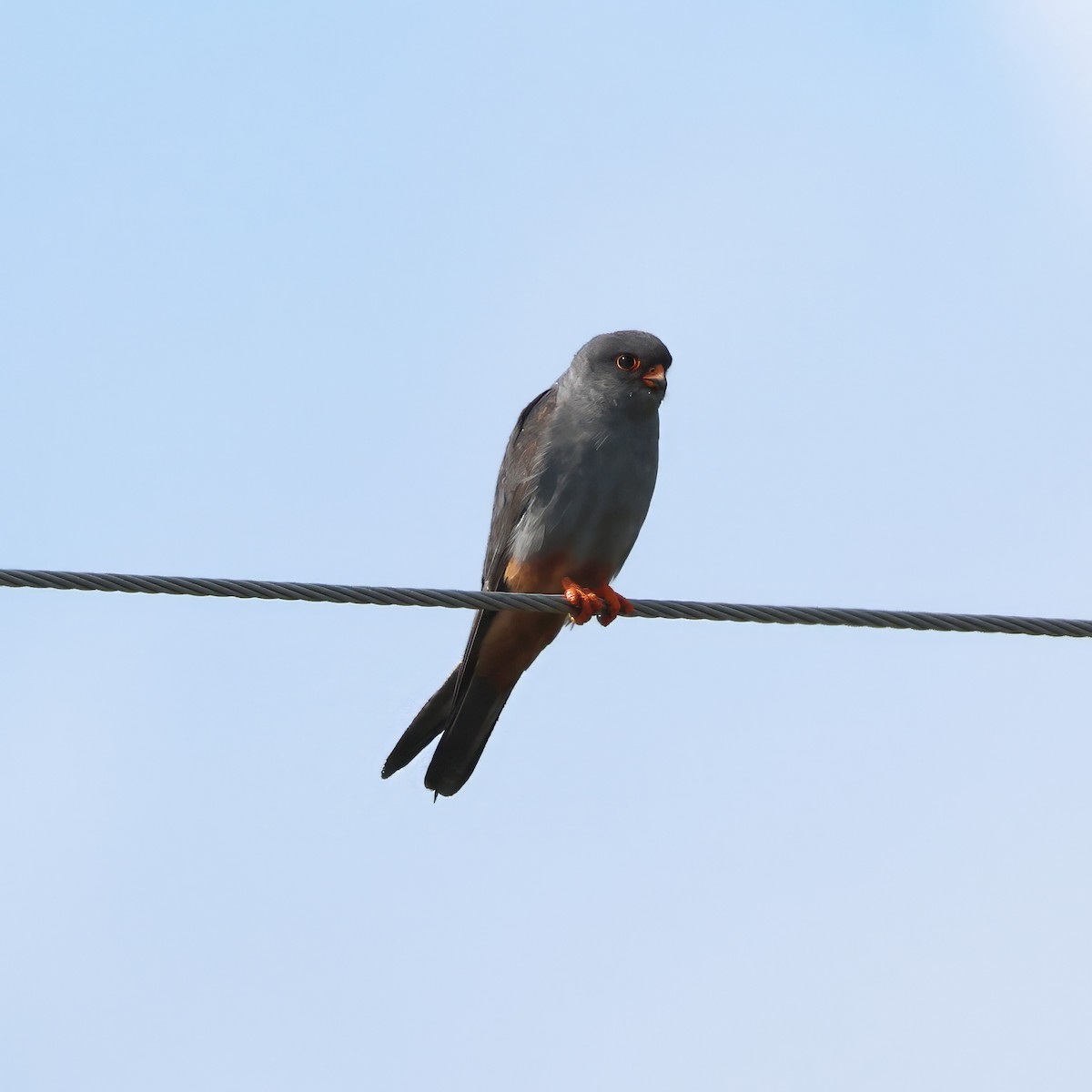 Aladoğan - ML641796313