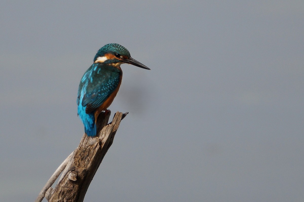 Common Kingfisher - ML641796367