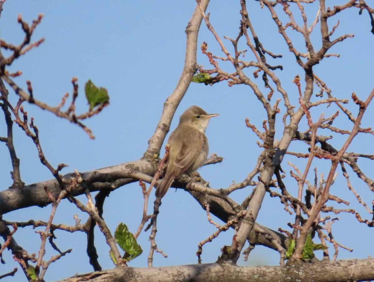Eastern Olivaceous Warbler - ML641796370