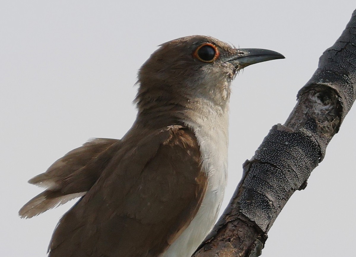 Black-billed Cuckoo - ML641796484