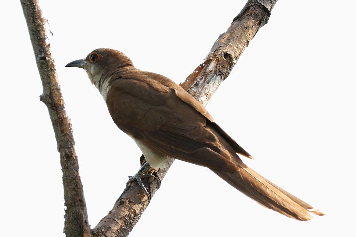 Black-billed Cuckoo - ML641796485