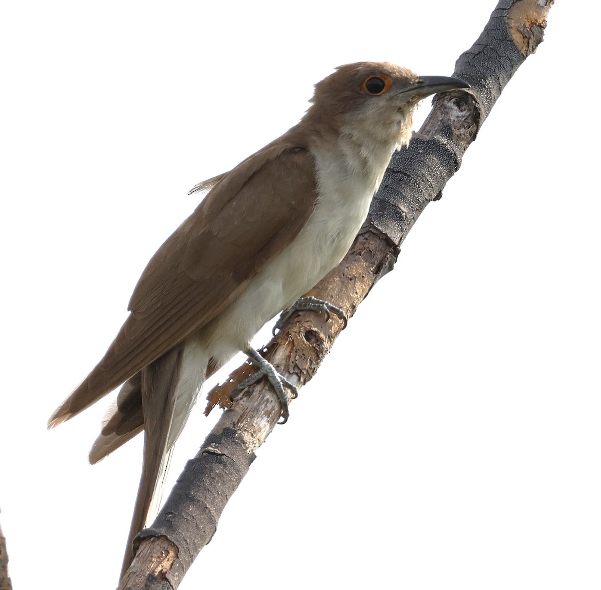 Black-billed Cuckoo - ML641796486