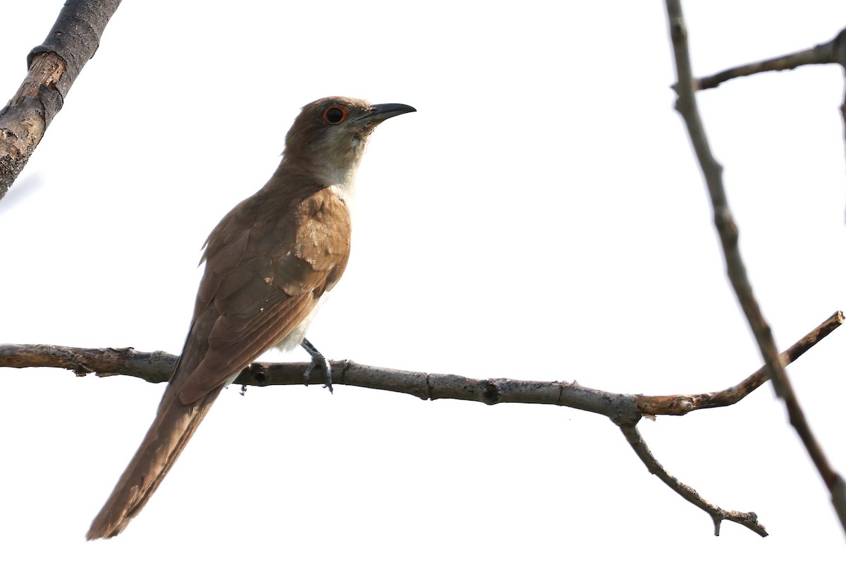 Black-billed Cuckoo - ML641796487