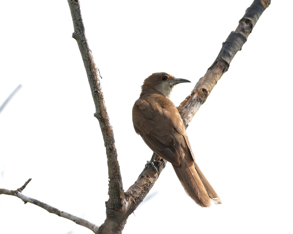 Black-billed Cuckoo - ML641796488