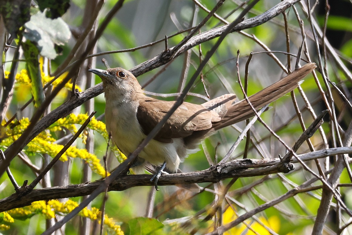Black-billed Cuckoo - ML641796489