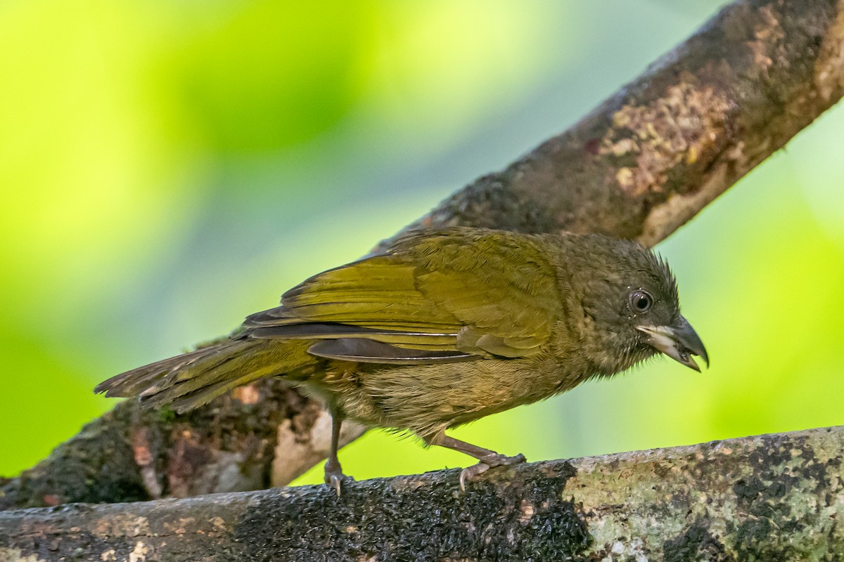 Ochre-breasted Tanager - ML641796508