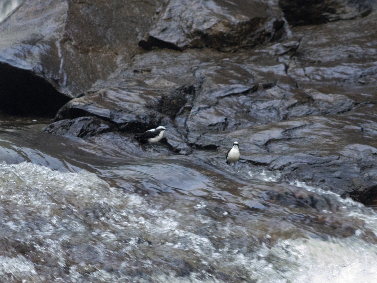 White-capped Dipper - ML641796544
