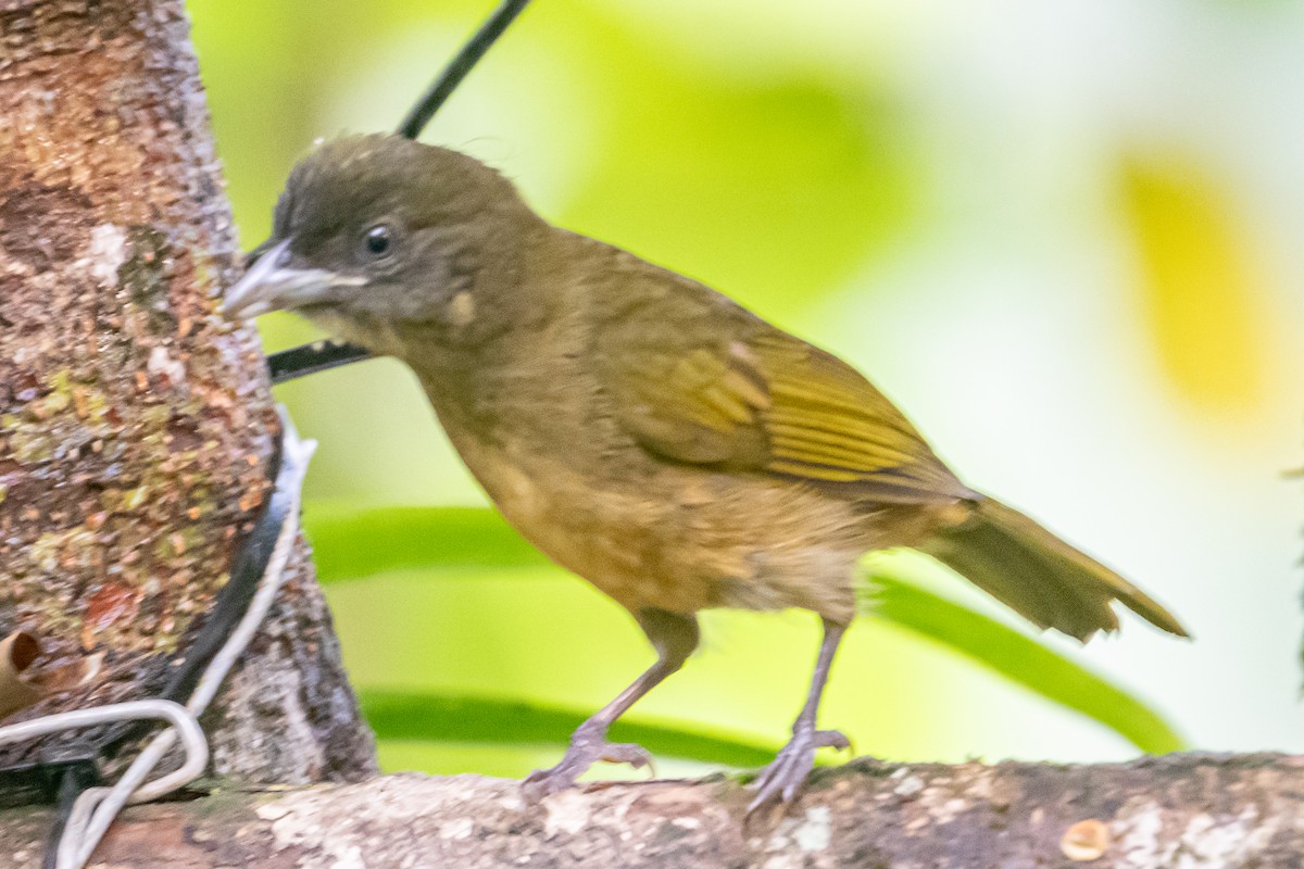 Ochre-breasted Tanager - ML641796552