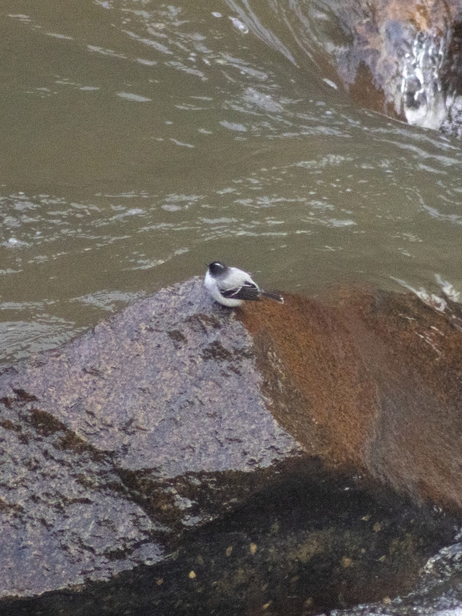 Torrent Tyrannulet - ML641796553