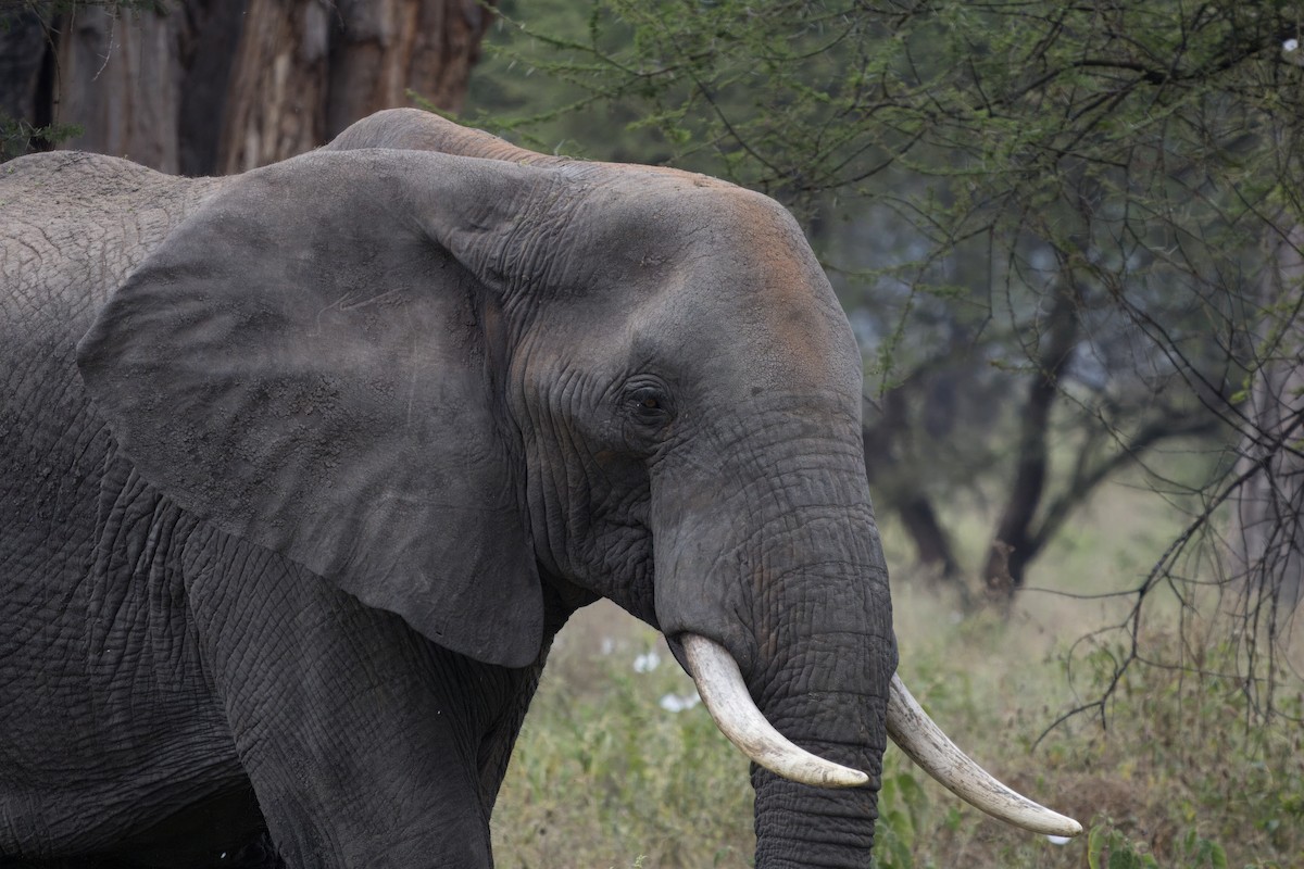 African Savanna Elephant - ML641796562