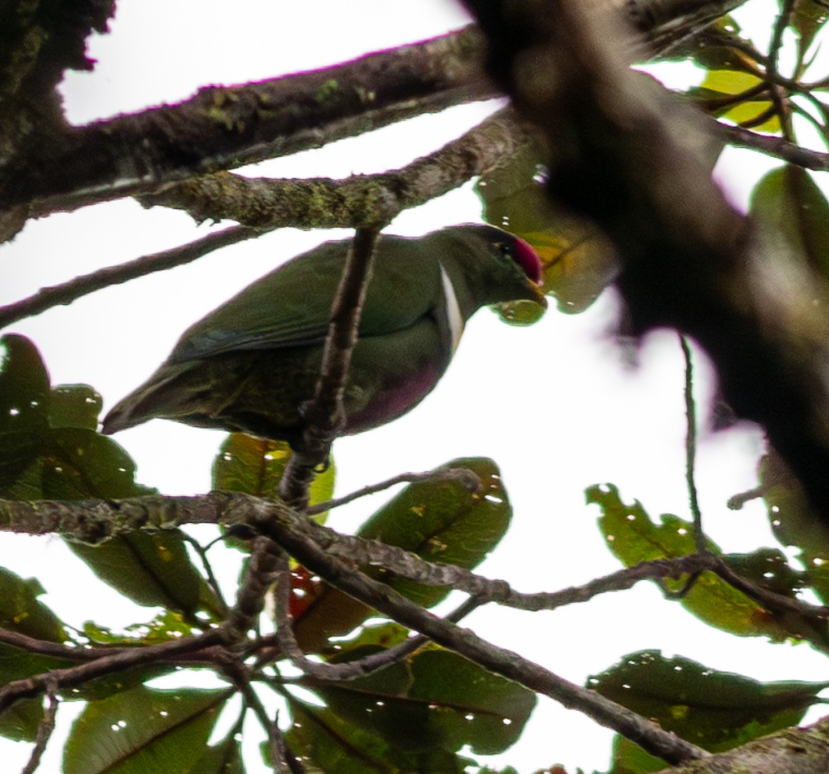 White-breasted Fruit-Dove - ML641796587