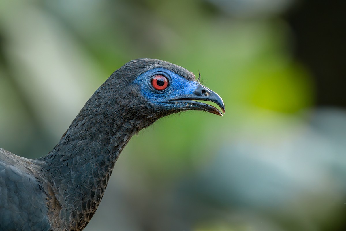 Sickle-winged Guan - ML641796591