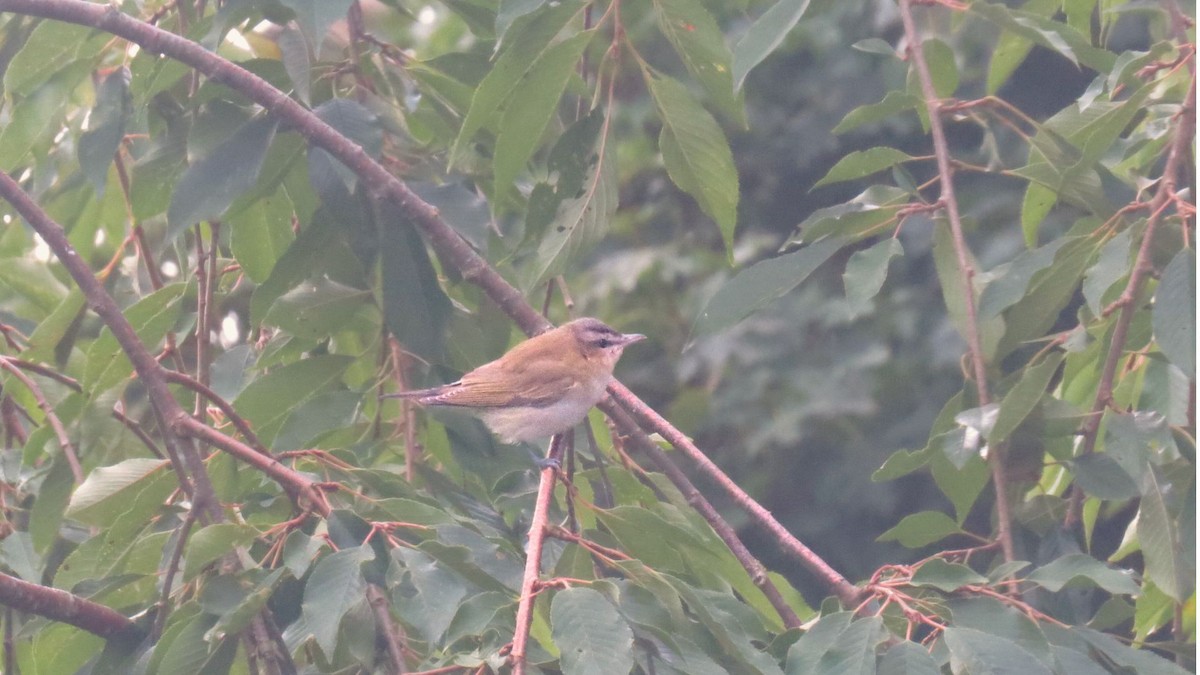 zelenáček červenooký - ML641796592