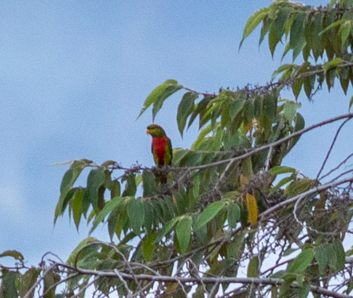 Yellow-billed Lorikeet - ML641796593
