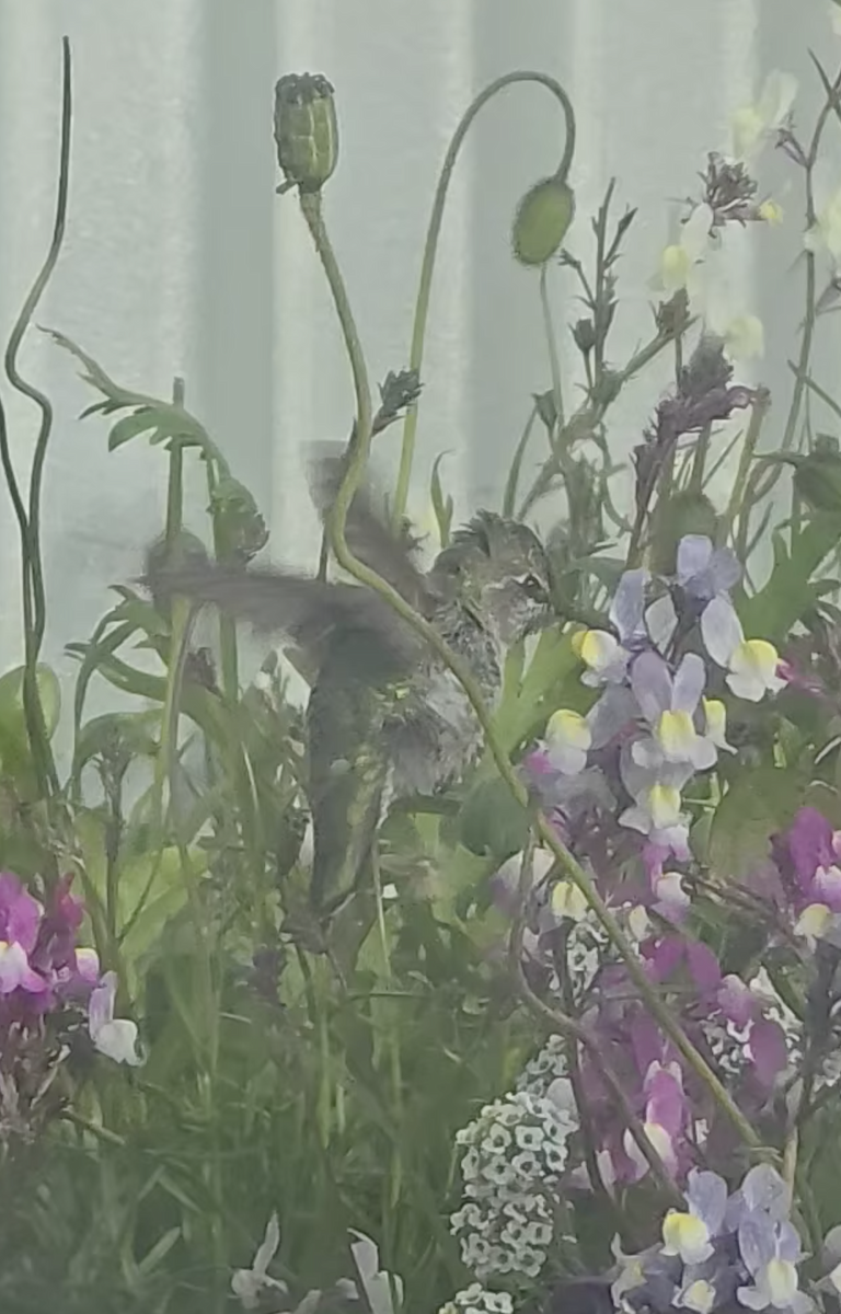 Anna's Hummingbird - ML641796601