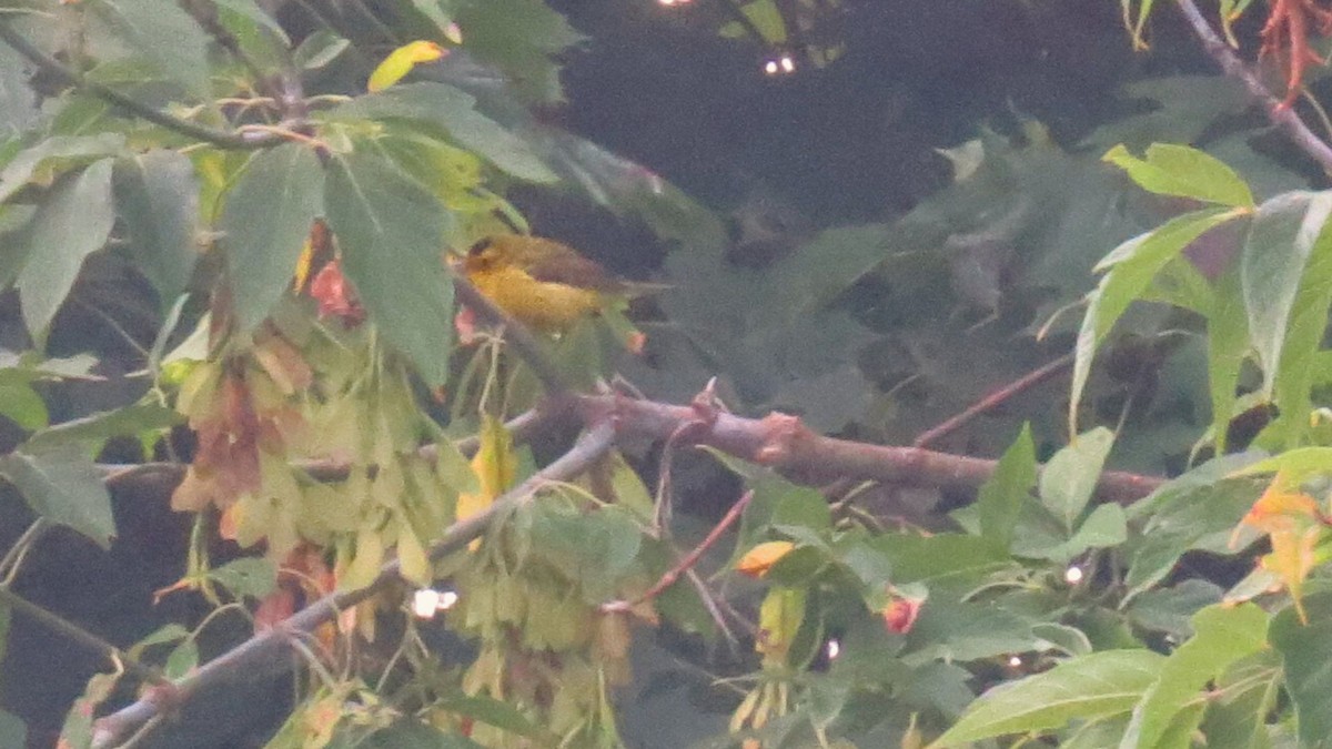 lesňáček čepičatý - ML641796611