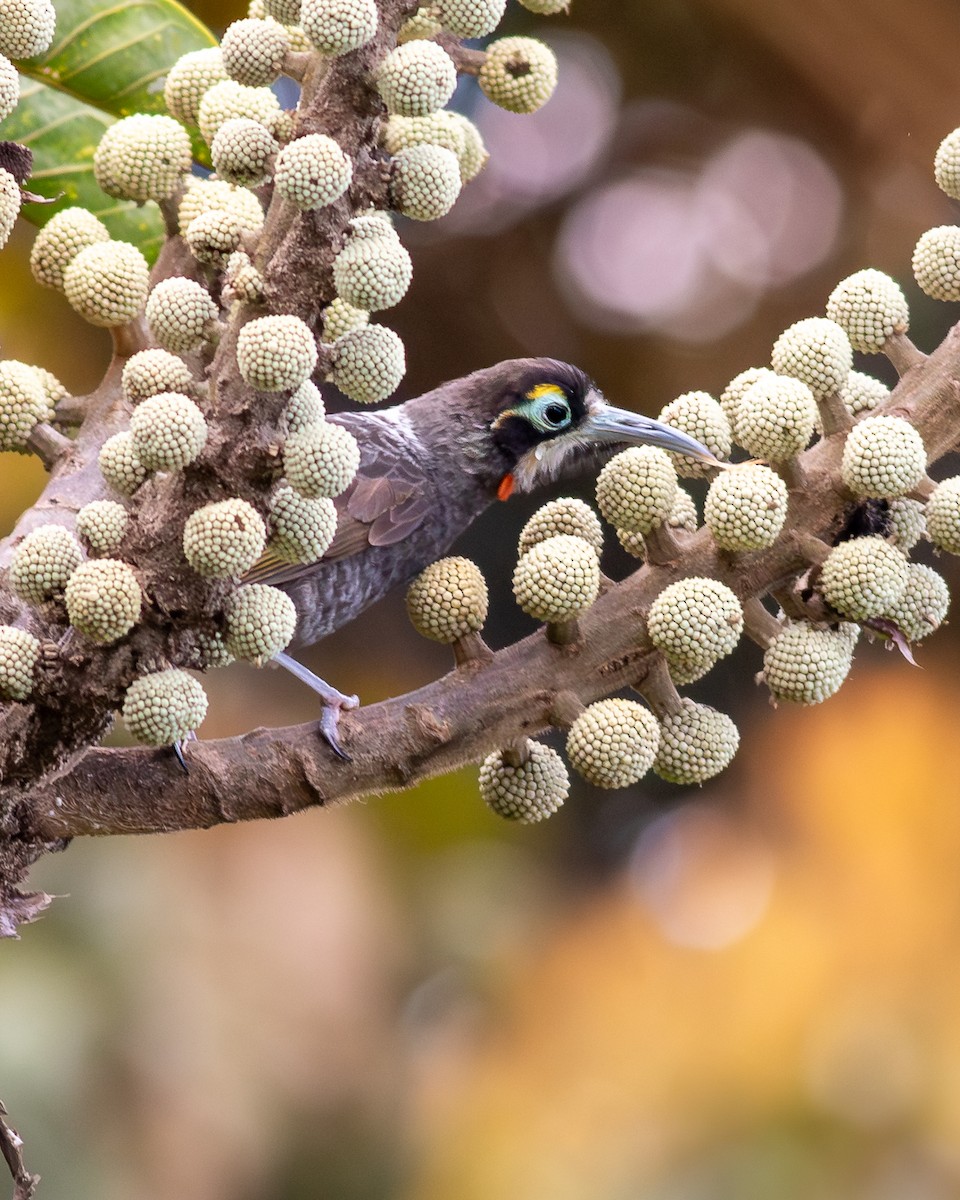 Yellow-browed Melidectes - ML641796617