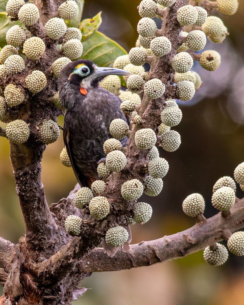 Yellow-browed Melidectes - ML641796618