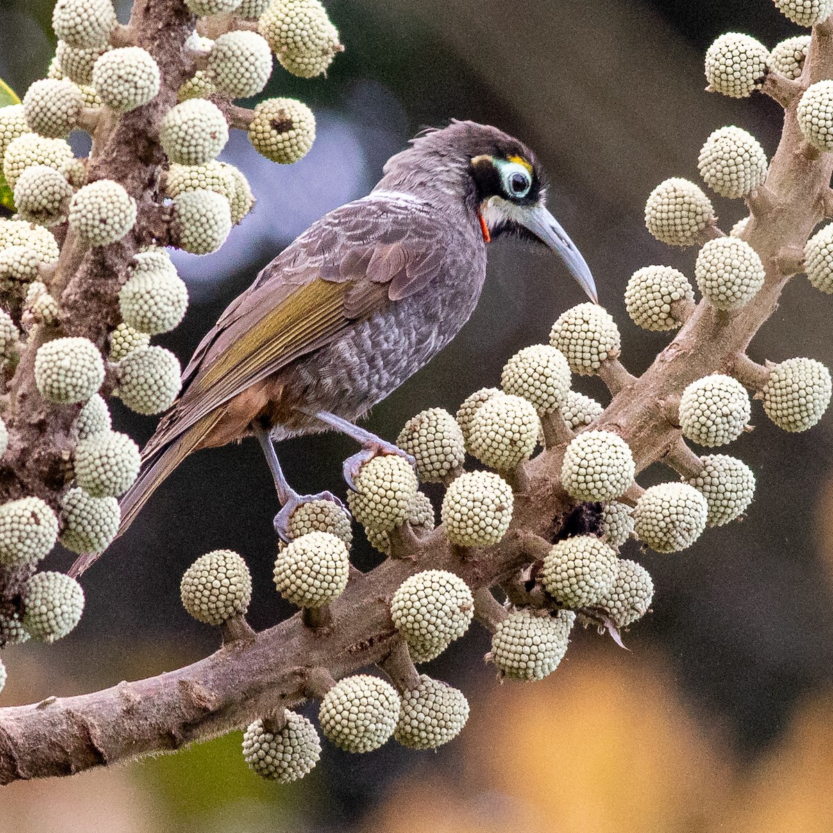 Yellow-browed Melidectes - ML641796619