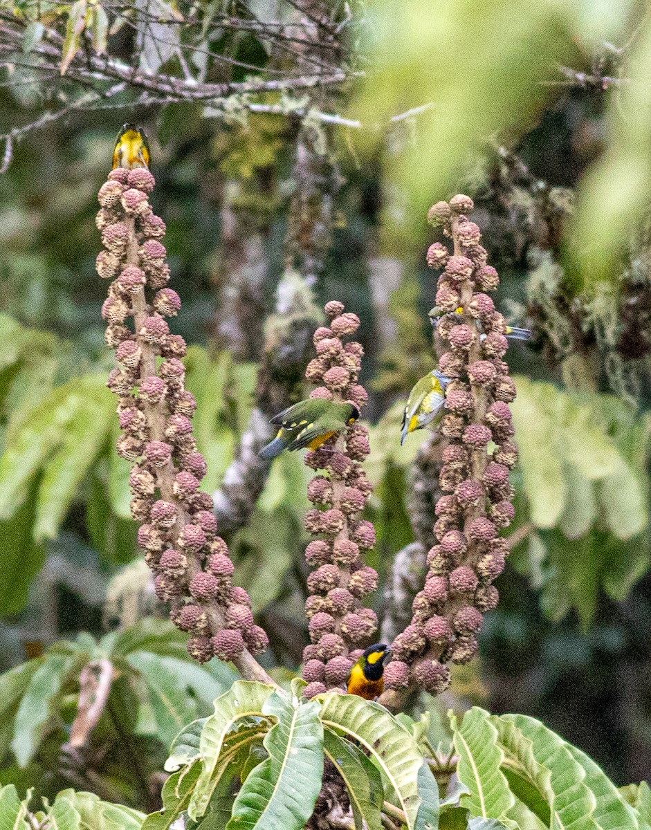 Tit Berrypecker - ML641796623