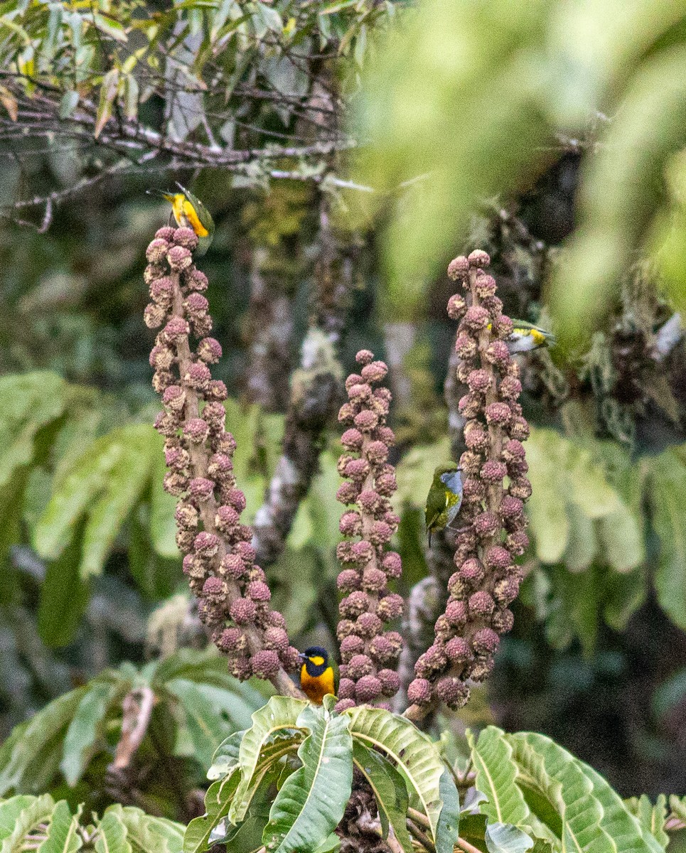 Tit Berrypecker - ML641796624