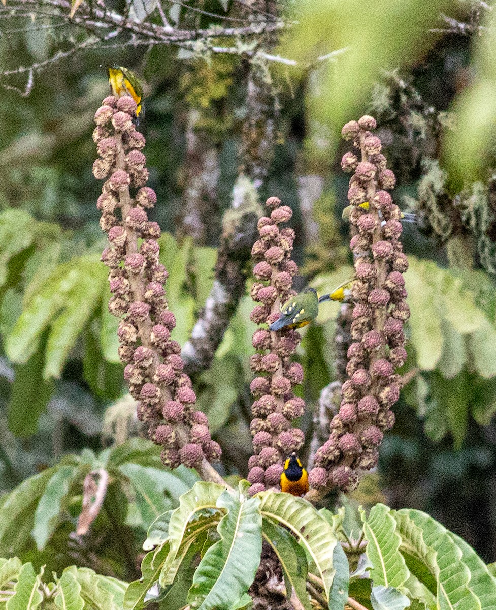 Tit Berrypecker - ML641796625