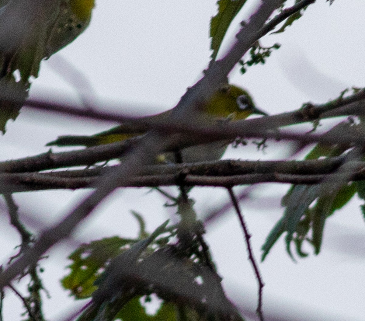 New Guinea White-eye - ML641796635