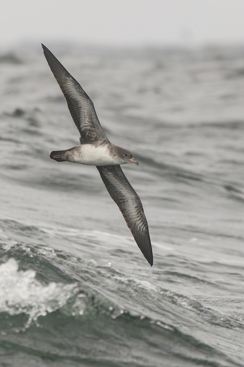 Pink-footed Shearwater - ML641796650