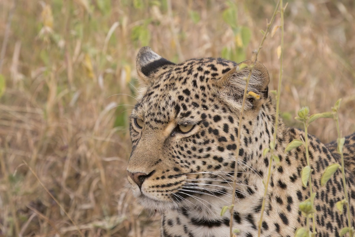 African Leopard - ML641796691