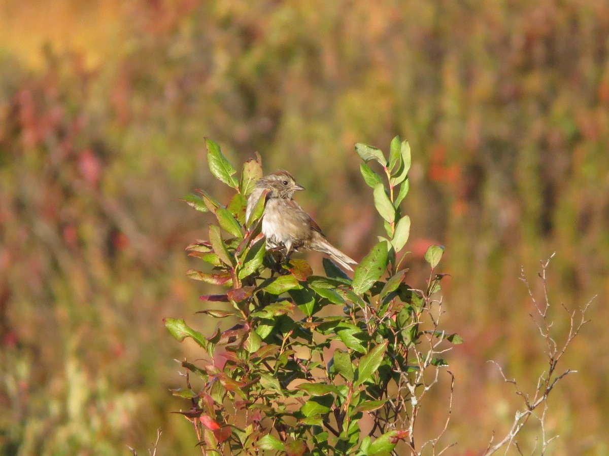 Swamp Sparrow - ML641796701