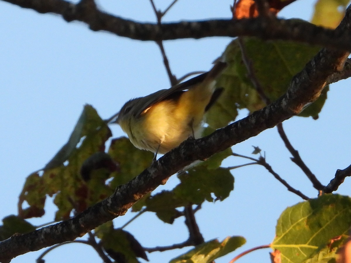 Philadelphia Vireo - Brian Vigorito