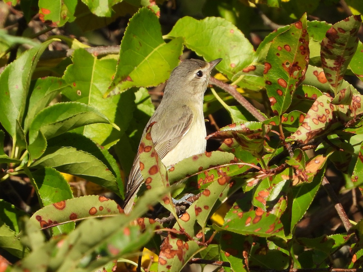 Eastern Warbling Vireo - Brian Vigorito
