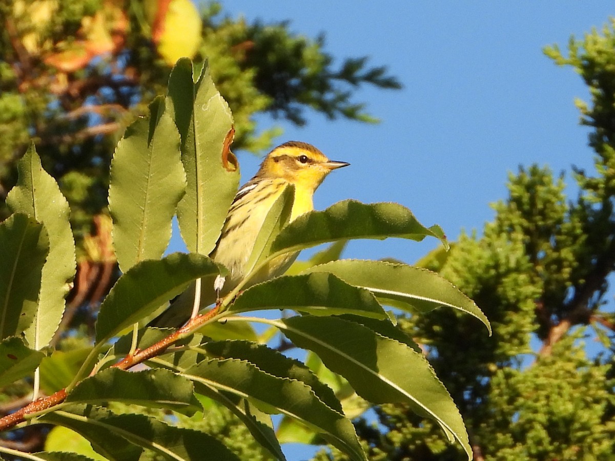 Blackburnian Warbler - Brian Vigorito