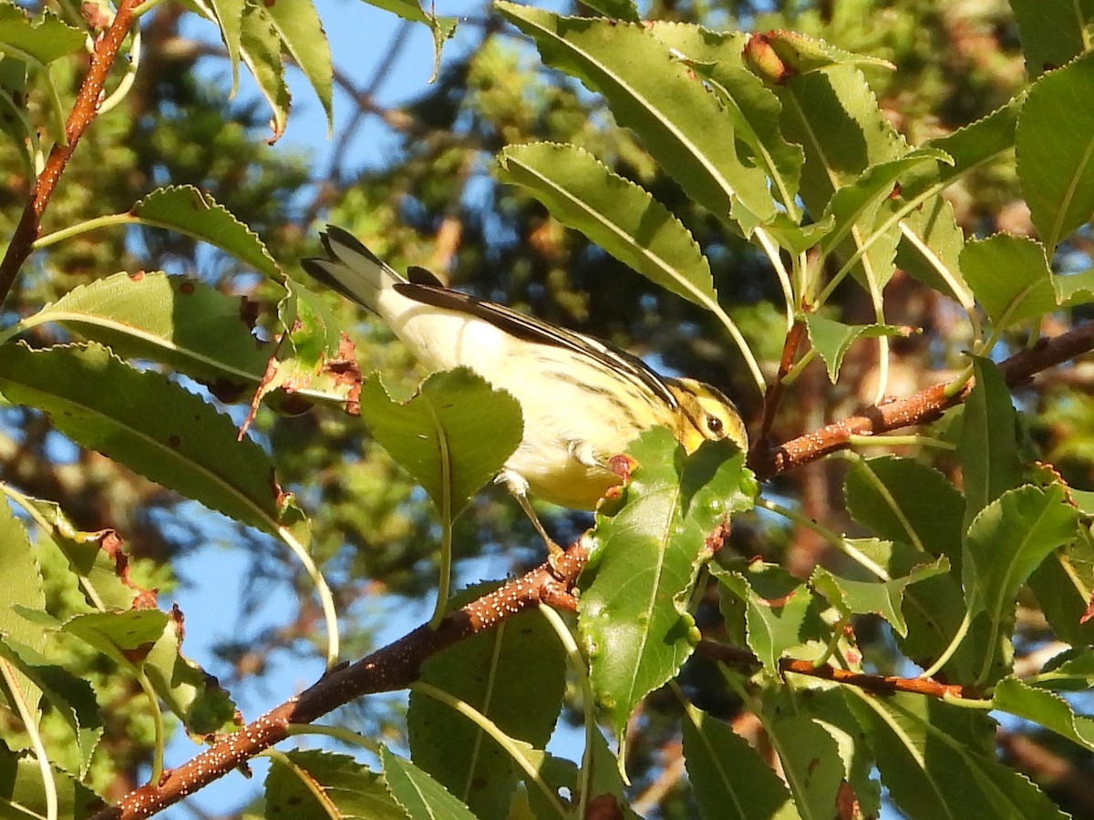 Blackburnian Warbler - Brian Vigorito