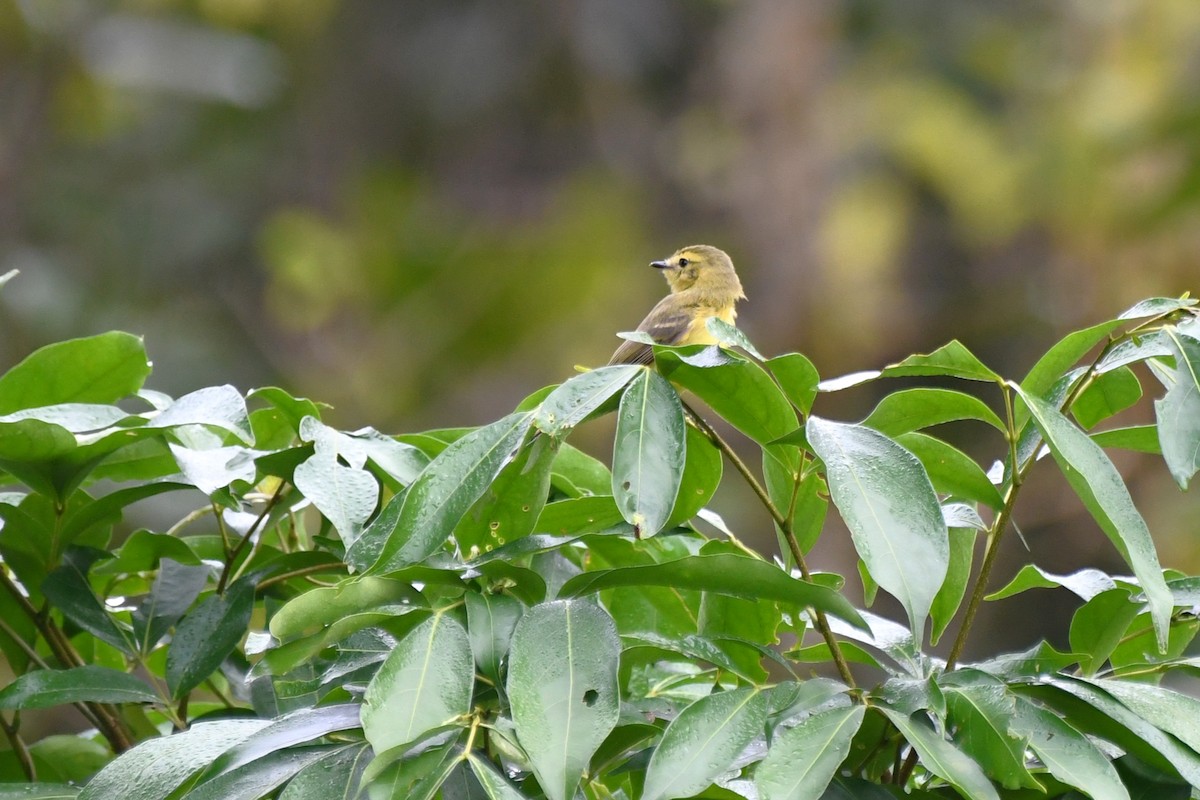 Yellow Tyrannulet - ML641796723