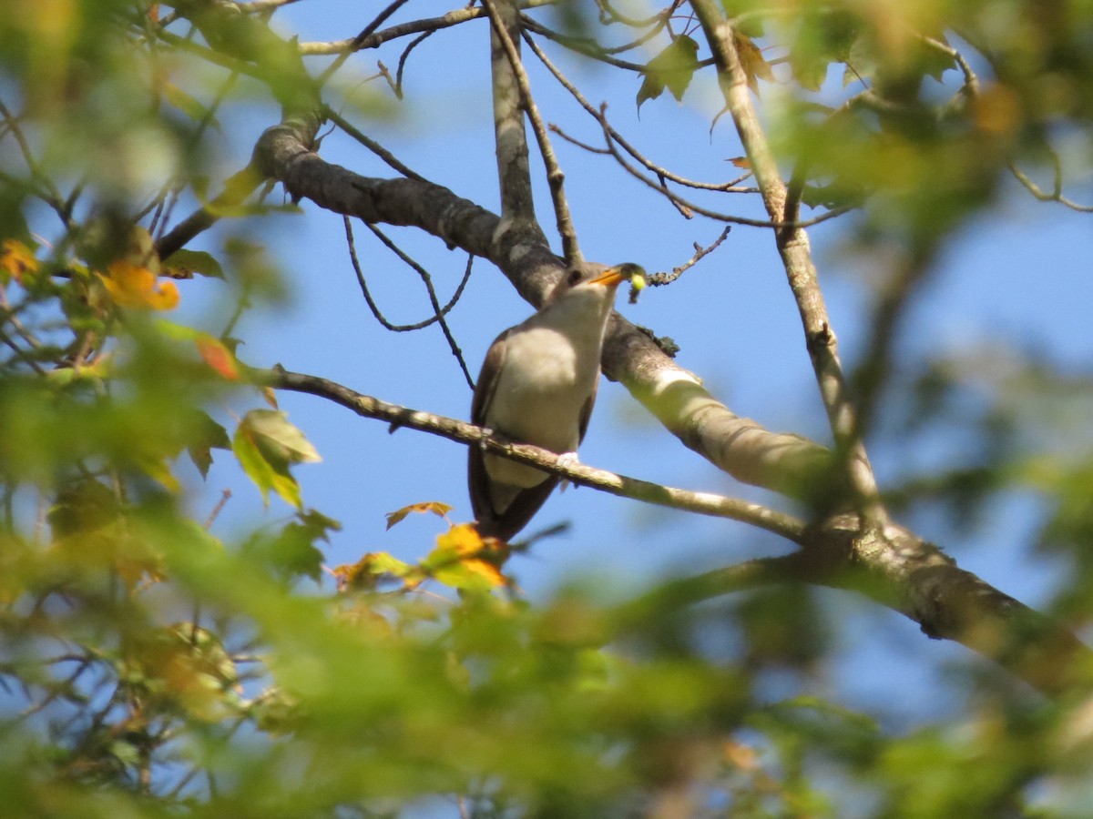 Yellow-billed Cuckoo - ML641796728