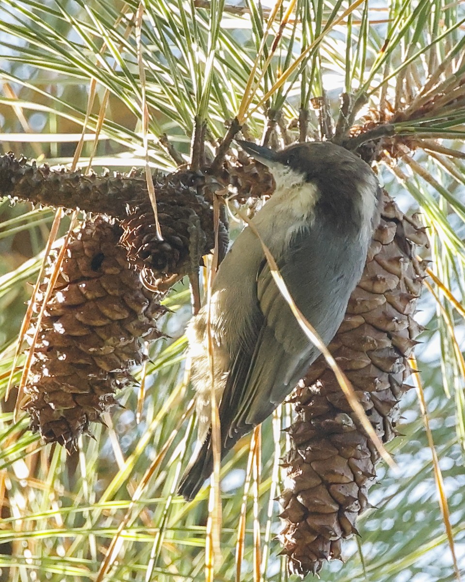 Brown-headed Nuthatch - ML641796746
