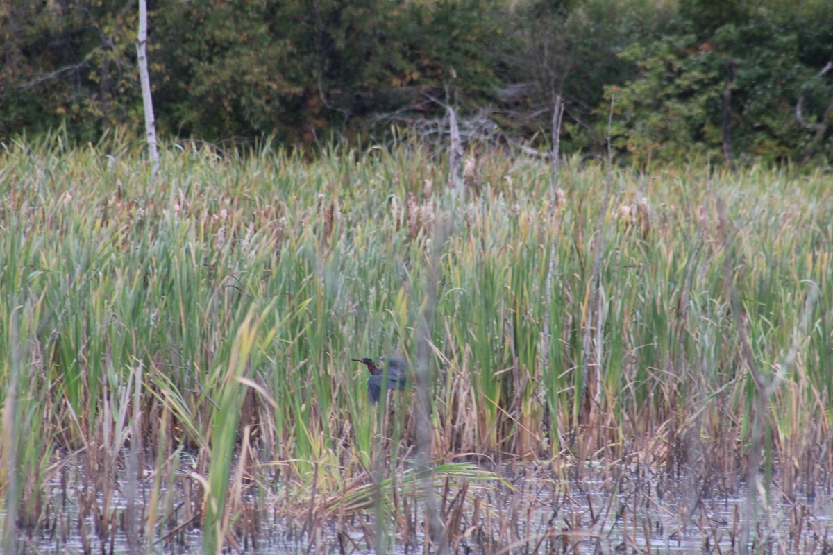 Green Heron - ML641796783