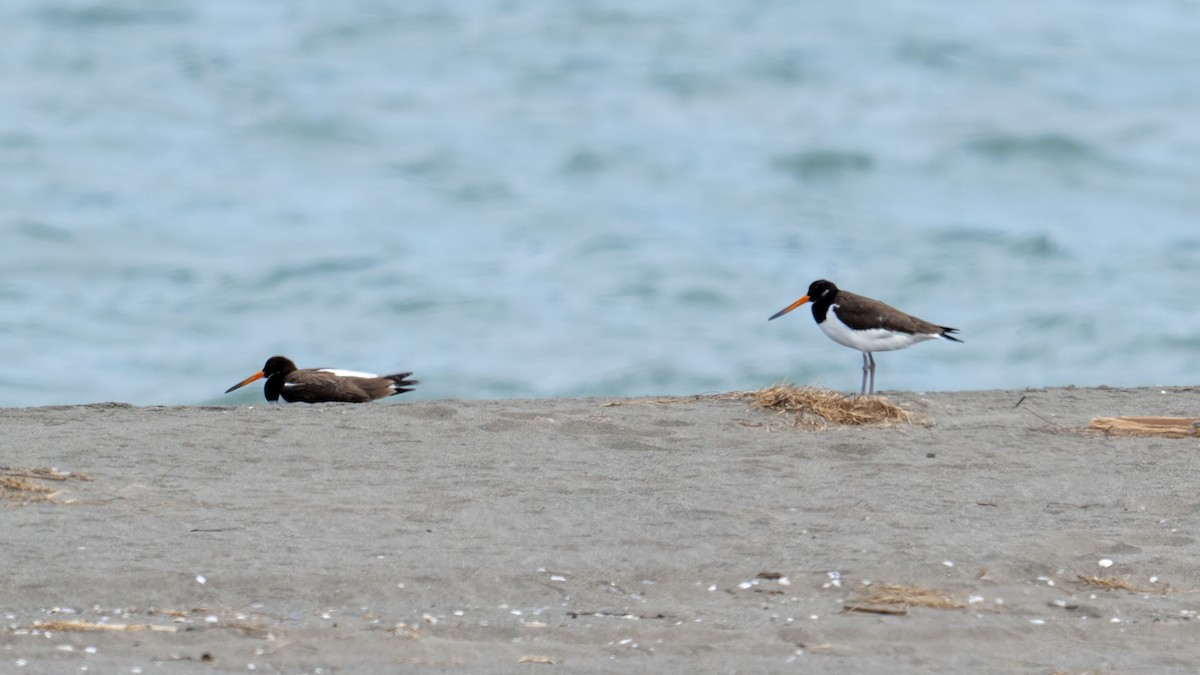 Eurasian Oystercatcher - ML641796795
