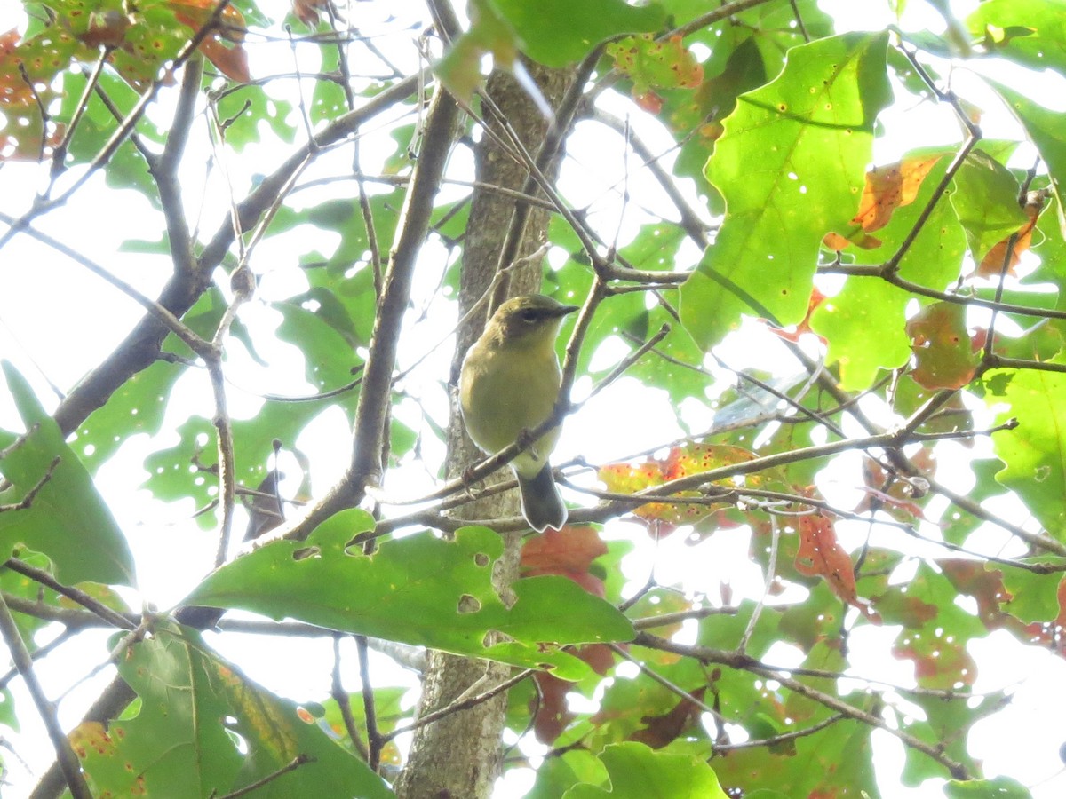 Black-throated Blue Warbler - ML641796796