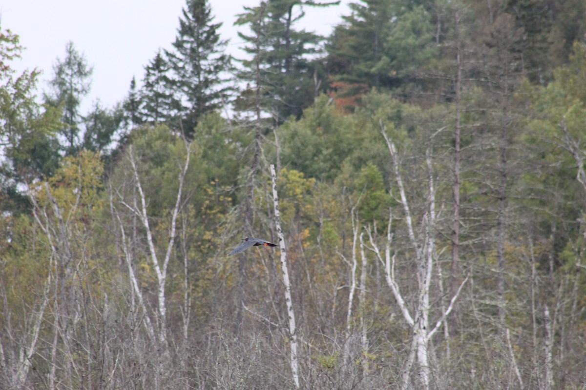 Green Heron - ML641796811