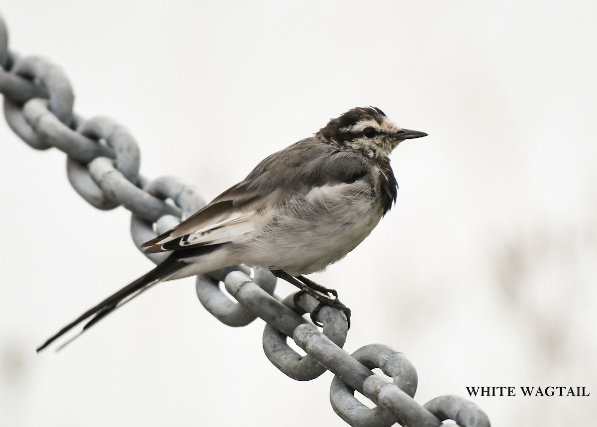 White Wagtail - ML641796819