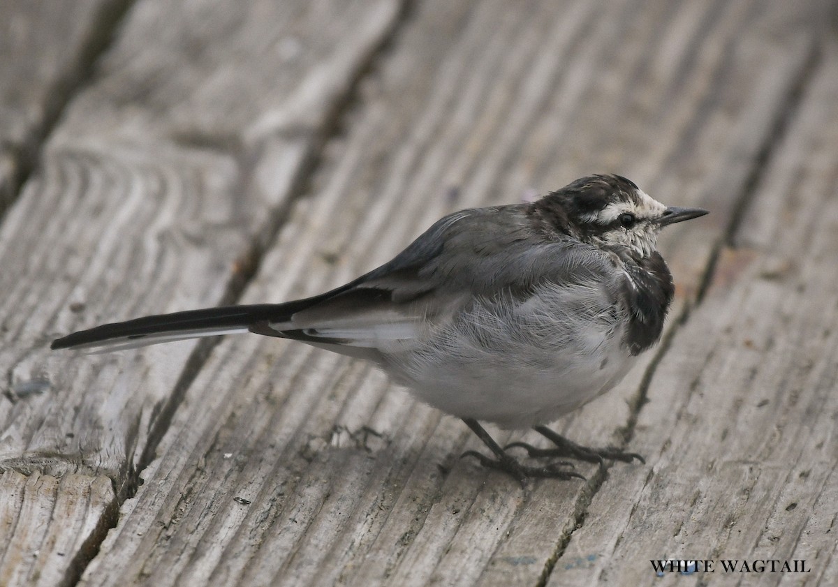 White Wagtail - ML641796820